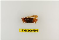 藏品(乳白南方招潮蟹)的圖片